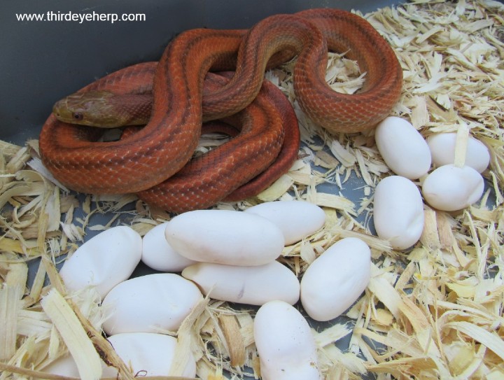 Everglades Rat Snake